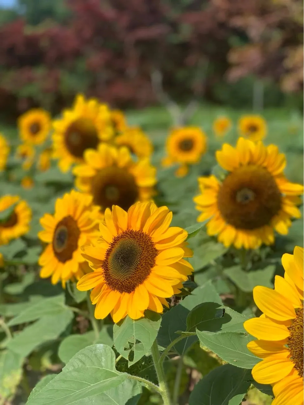 PF-sunflowers Paradise Farms