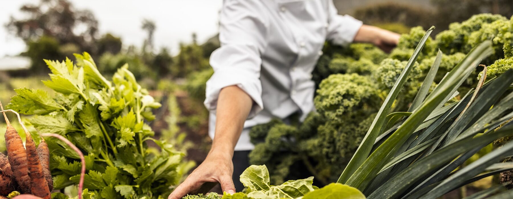 Farm-to-Table Concepts in Private Party Catering